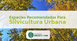 silvicultura urbana en medellín