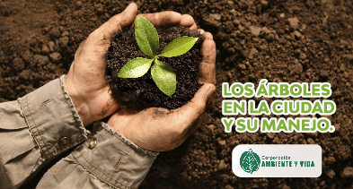 mantenimiento de árboles en Medellín